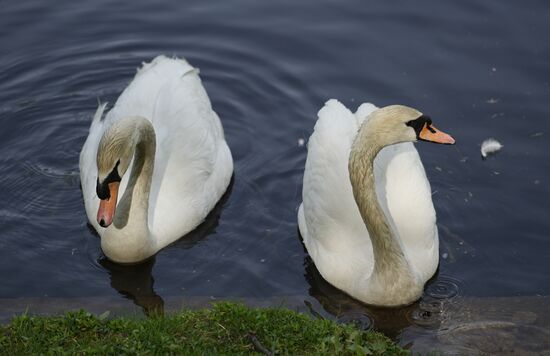 Russia Summer Season Swans Release