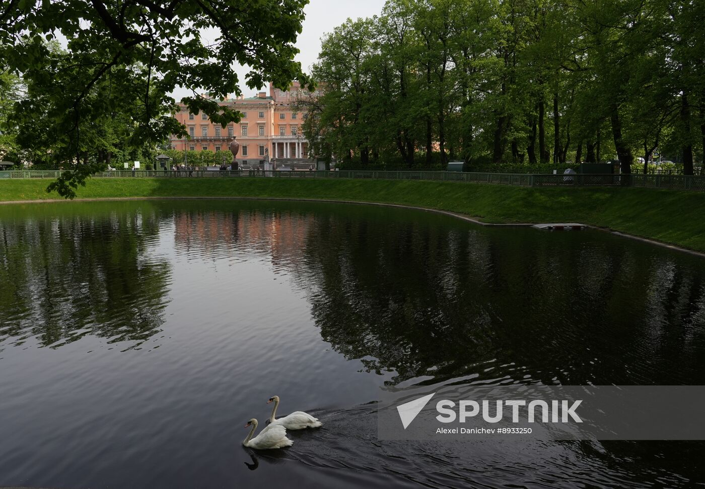 Russia Summer Season Swans Release