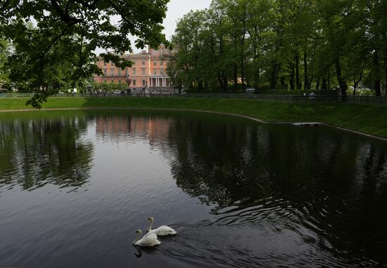 Russia Summer Season Swans Release