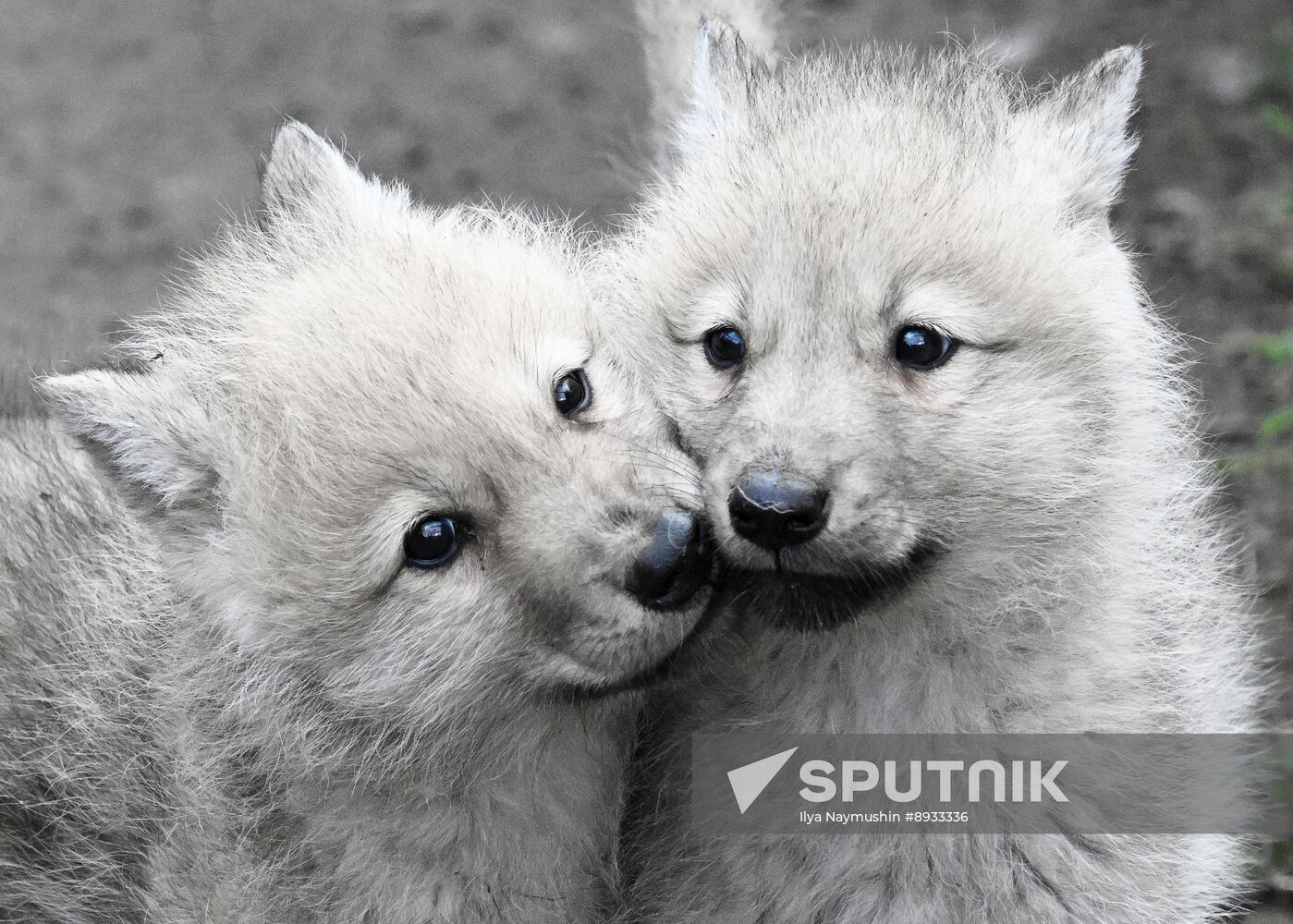 Russia Zoo Alaskan Tundra Wolf Pups