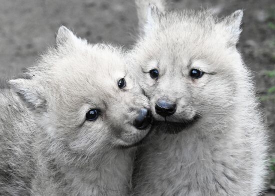 Russia Zoo Alaskan Tundra Wolf Pups