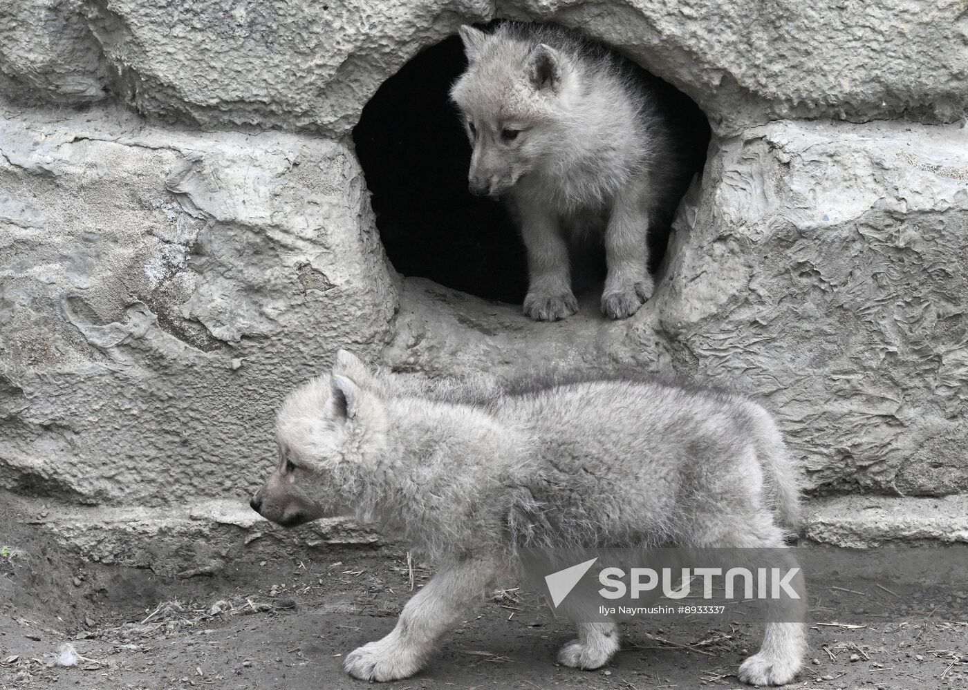 Russia Zoo Alaskan Tundra Wolf Pups