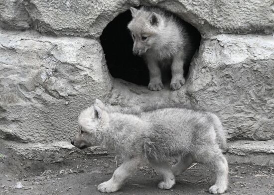 Russia Zoo Alaskan Tundra Wolf Pups