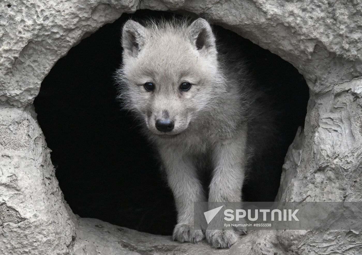 Russia Zoo Alaskan Tundra Wolf Pups