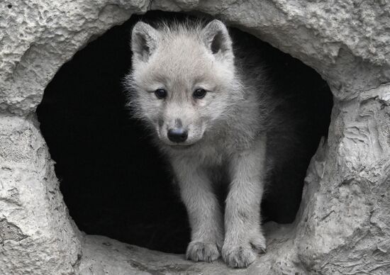 Russia Zoo Alaskan Tundra Wolf Pups