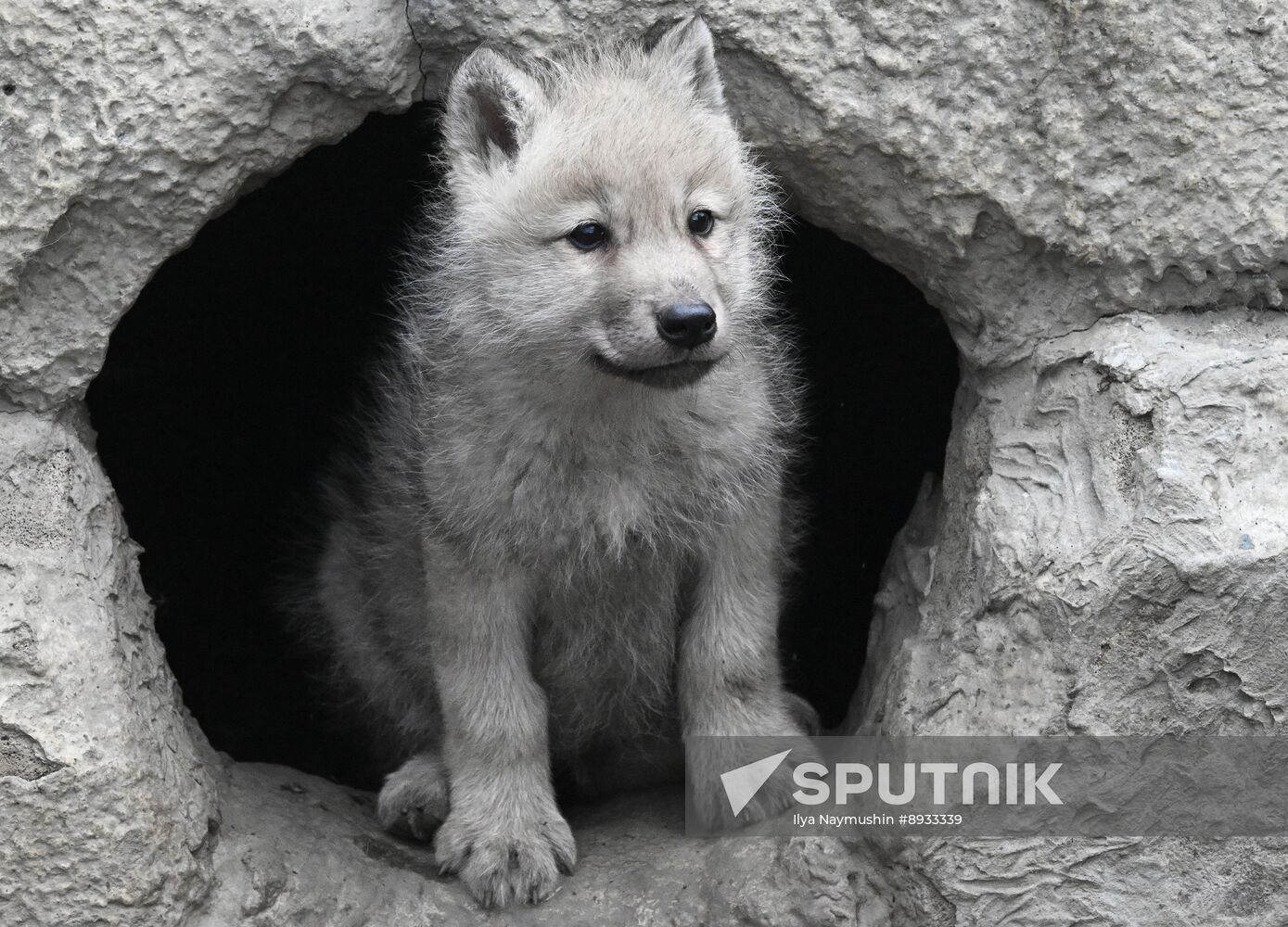 Russia Zoo Alaskan Tundra Wolf Pups