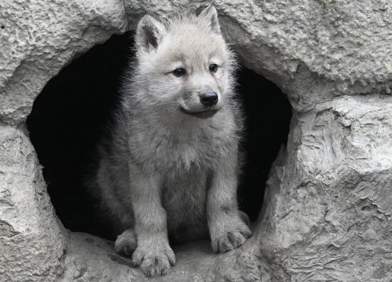 Russia Zoo Alaskan Tundra Wolf Pups