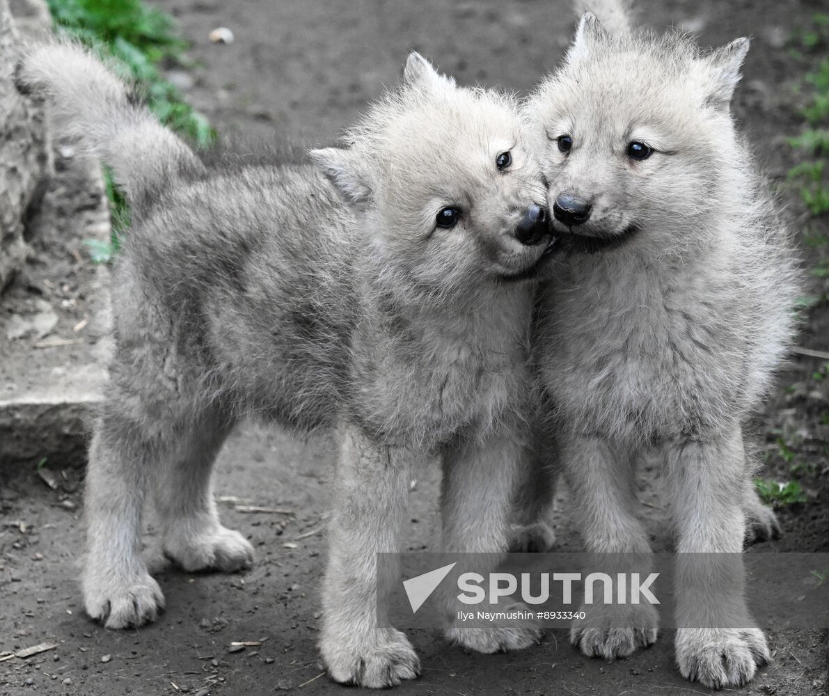 Russia Zoo Alaskan Tundra Wolf Pups