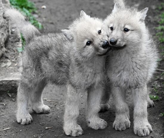 Russia Zoo Alaskan Tundra Wolf Pups