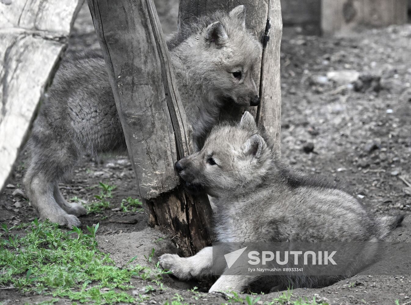 Russia Zoo Alaskan Tundra Wolf Pups