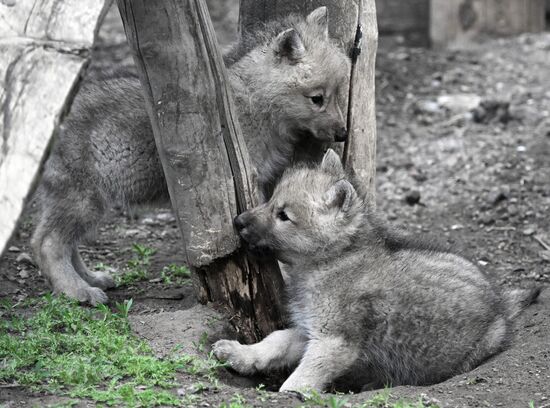 Russia Zoo Alaskan Tundra Wolf Pups