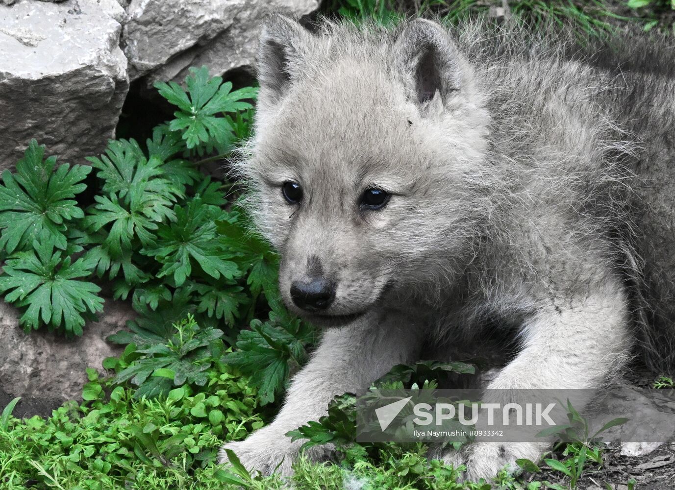 Russia Zoo Alaskan Tundra Wolf Pups