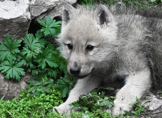 Russia Zoo Alaskan Tundra Wolf Pups