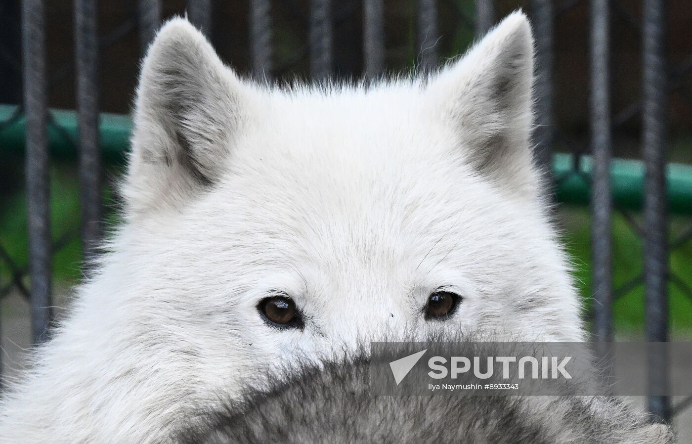 Russia Zoo Alaskan Tundra Wolf Pups