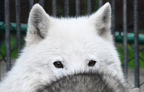 Russia Zoo Alaskan Tundra Wolf Pups