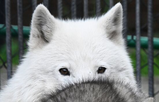 Russia Zoo Alaskan Tundra Wolf Pups