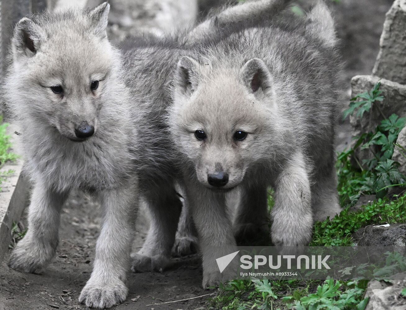 Russia Zoo Alaskan Tundra Wolf Pups