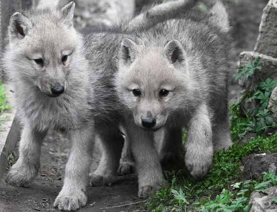 Russia Zoo Alaskan Tundra Wolf Pups