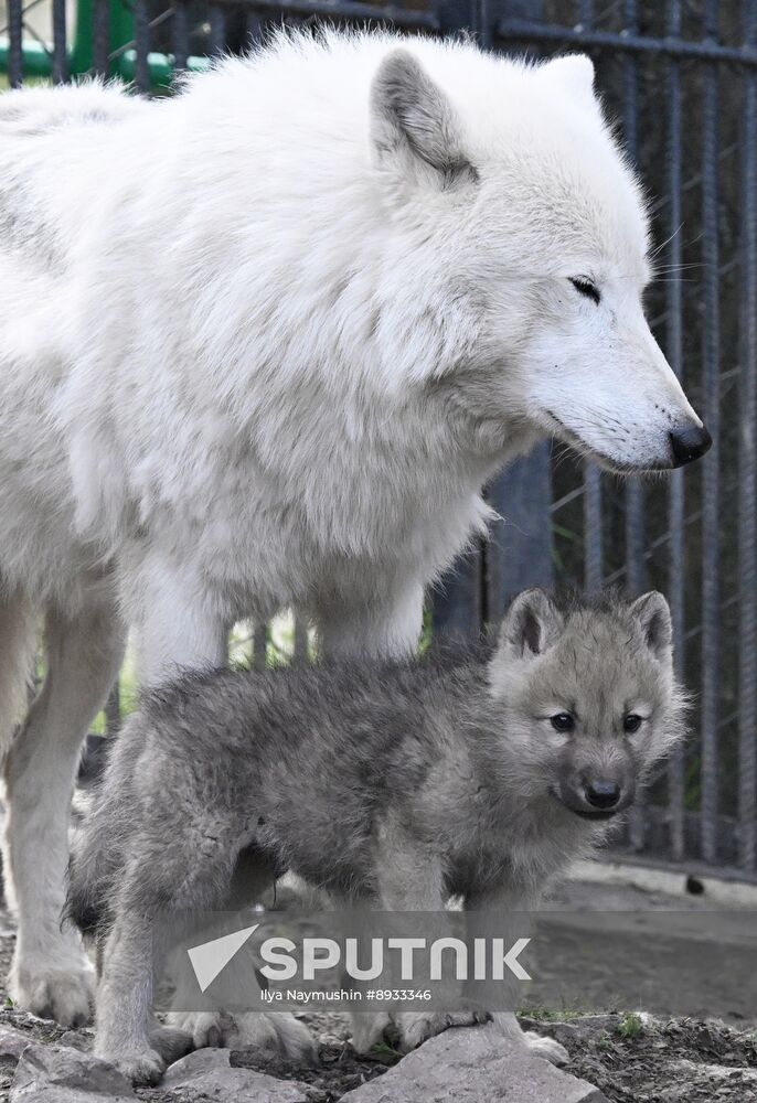 Russia Zoo Alaskan Tundra Wolf Pups