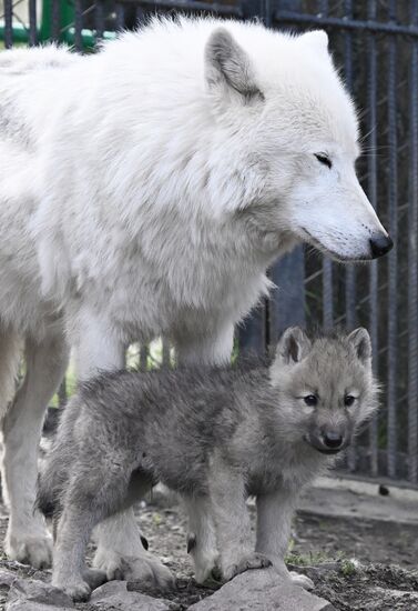 Russia Zoo Alaskan Tundra Wolf Pups