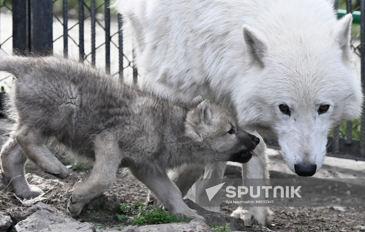Russia Zoo Alaskan Tundra Wolf Pups