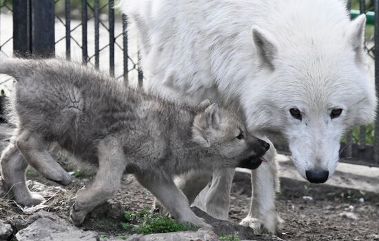 Russia Zoo Alaskan Tundra Wolf Pups