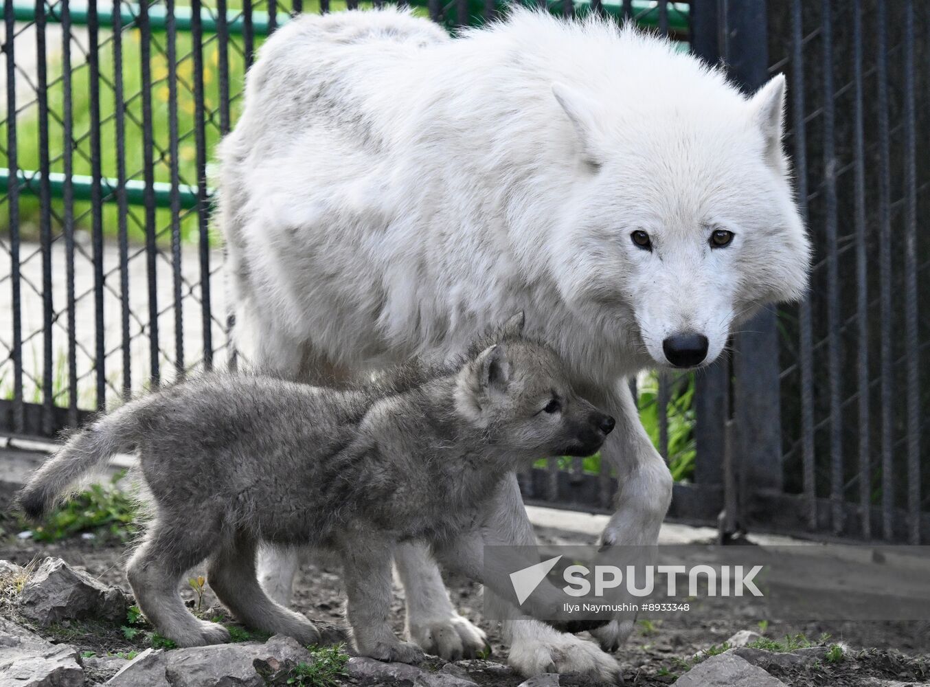 Russia Zoo Alaskan Tundra Wolf Pups