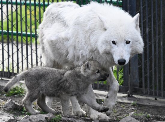Russia Zoo Alaskan Tundra Wolf Pups