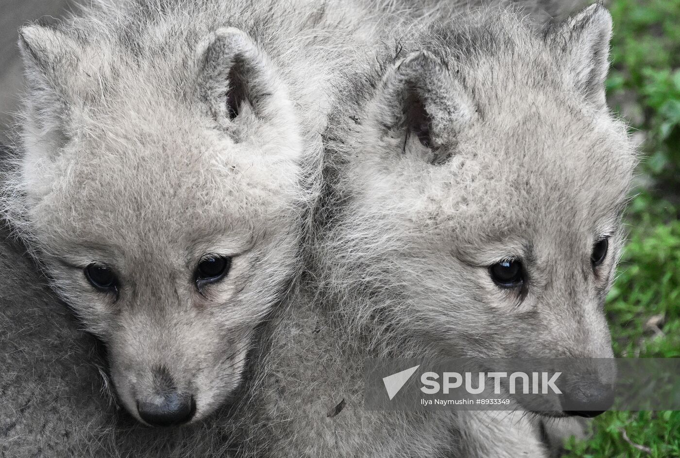 Russia Zoo Alaskan Tundra Wolf Pups