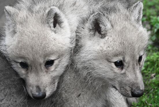 Russia Zoo Alaskan Tundra Wolf Pups
