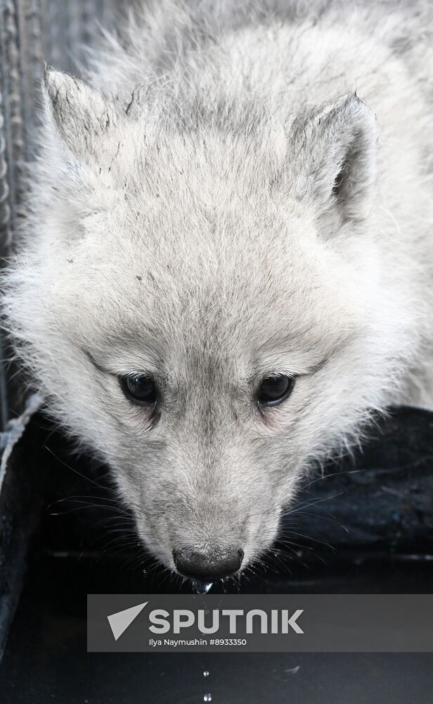 Russia Zoo Alaskan Tundra Wolf Pups