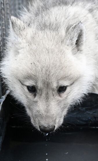 Russia Zoo Alaskan Tundra Wolf Pups