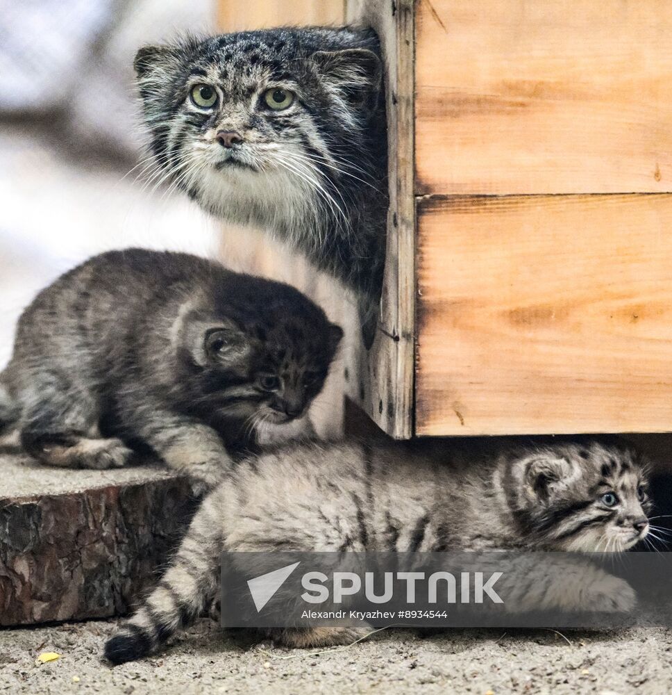 Russia Zoo Pallas's Cat Kittens