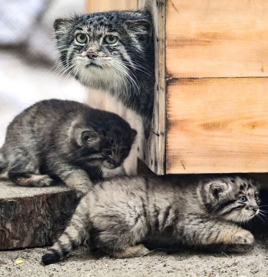 Russia Zoo Pallas's Cat Kittens