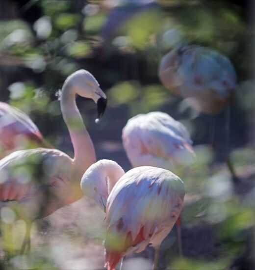 Pink flamingos in Askania-Nova Biosphere Reserve