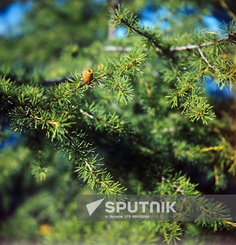 Siberian dwarf pine in Kodar Mountains