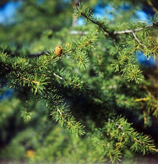 Siberian dwarf pine in Kodar Mountains
