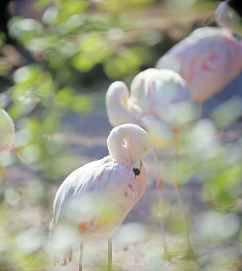 Pink flamingos (Phoenicopteridae) at Askania-Nova Biosphere Reserve in Kherson Region