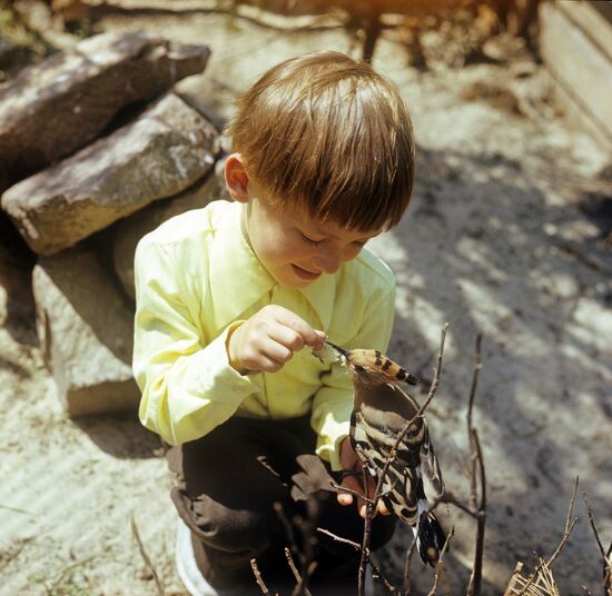 Boy and hoopoe