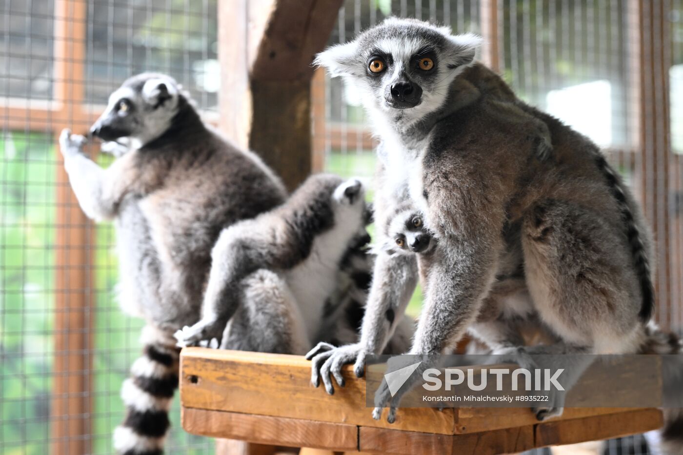Russia Zoo
