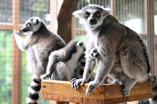 Russia Zoo