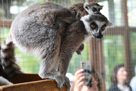 Russia Zoo