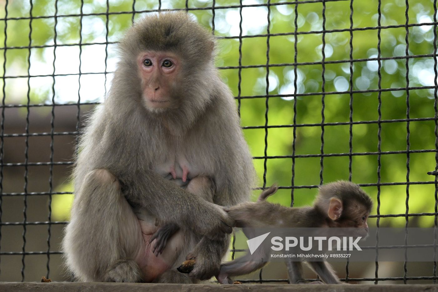Russia Zoo