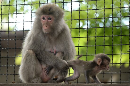 Russia Zoo
