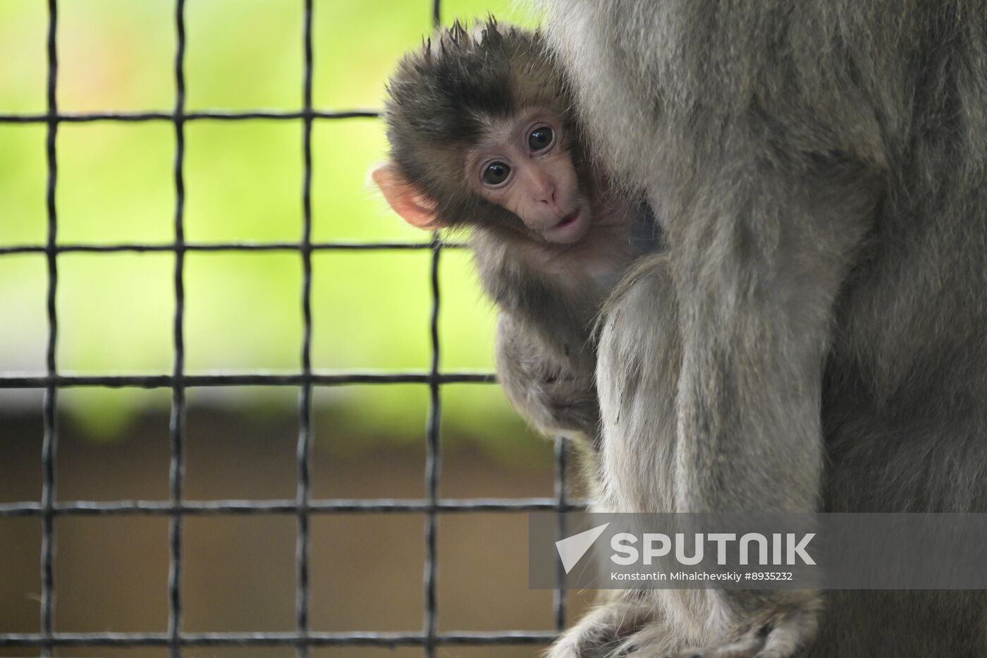 Russia Zoo