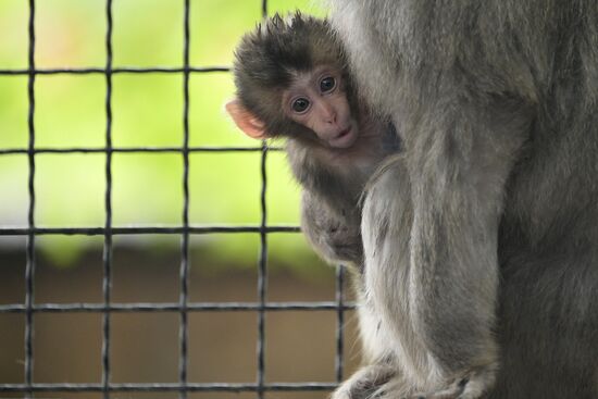 Russia Zoo