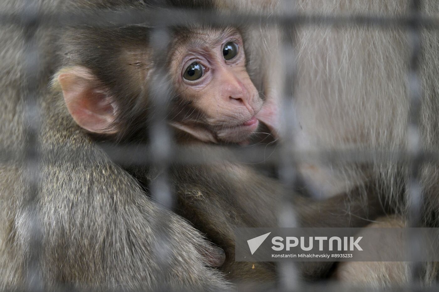 Russia Zoo