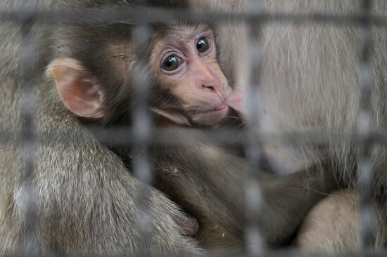 Russia Zoo