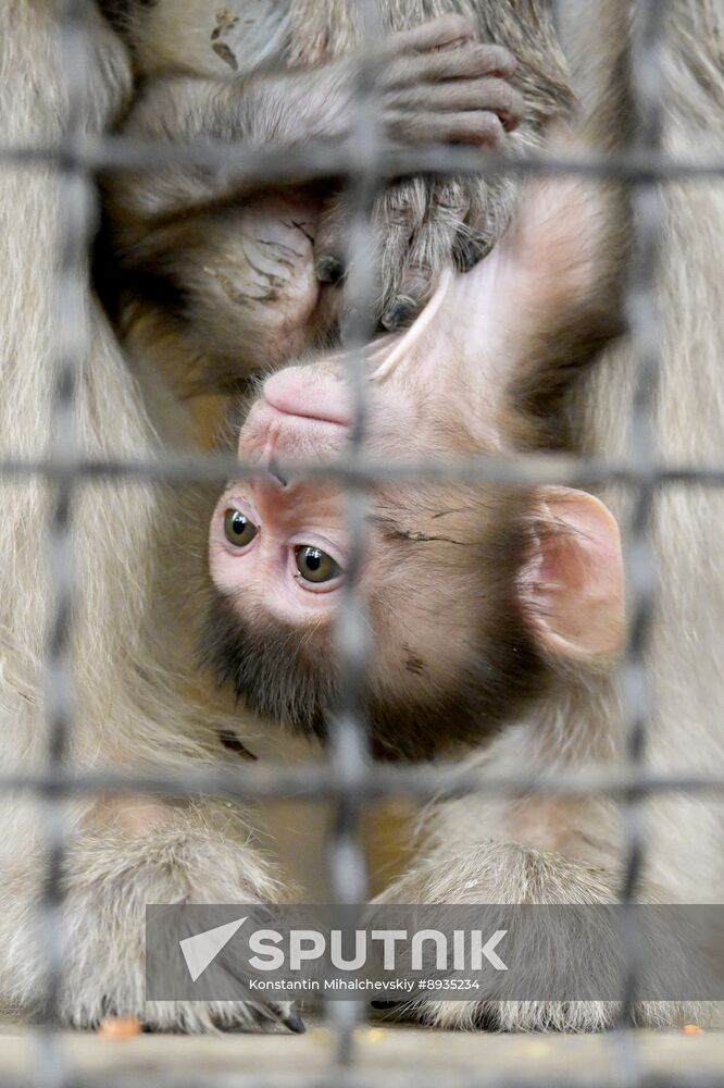 Russia Zoo