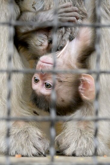 Russia Zoo